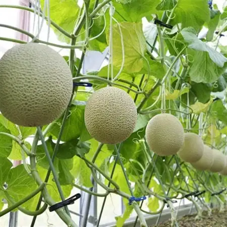 高級静岡温室マスクメロン1個入(化粧箱入)_果物・フルーツ メロン  めろん_【配送不可地域：離島・北海道・沖縄県】【1438647】