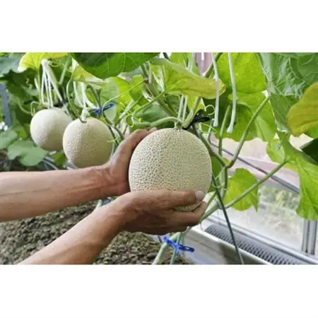 高級静岡温室マスクメロン大1個入(化粧箱入)_果物・フルーツ メロン  めろん_【配送不可地域：離島・北海道・沖縄県】【1438713】
