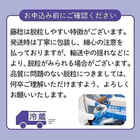 【2026年発送】藤稔 ふじみのり (種なし) 2房 約1kg 話題の大粒ぶどう【配送不可地域：離島・沖縄県】【1289158】
