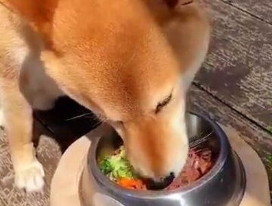 ペットの信州産　鹿肉ジャーキー5袋セット 犬 猫 動物 餌 おやつ 自然 安心 安全 美味しい ご褒美 簡単 手作り ごはん ペットフード 