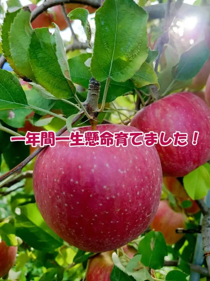 【2026年産】 シャキシャキ葉とらず ふじりんご 約3kg (5～12玉) サンふじ りんご リンゴ 果物 フルーツ 旬の果物 信州 長野 上田【特別栽培農産物】【長野県産】