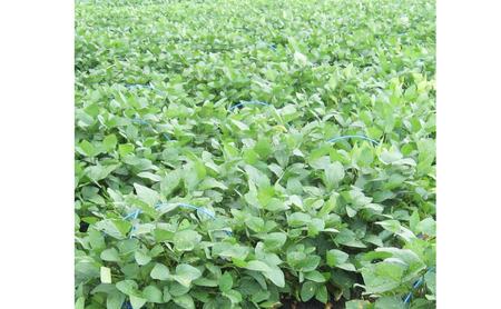 【2026年8月 2回お届け】くろさき茶豆1.2kg 2026年 先行予約 定期便 枝豆 野菜 つまみ おつまみ えだまめ エダマメ 新潟 定期 お楽しみ 2回 
