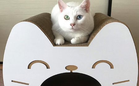 猫の爪とぎ　ロングトンネル（カラー：黒） 猫 ねこ ネコ キャット cat 爪とぎ ダンボール 段ボール 写真映え トンネル 丈夫 クラフト かわいい 猫の運動 日本製 国産 おもちゃ ペット インテリア 愛猫 動物 猫用品 猫用玩具 グッズ 愛猫へプレゼント ペット用品 愛知県 常滑市