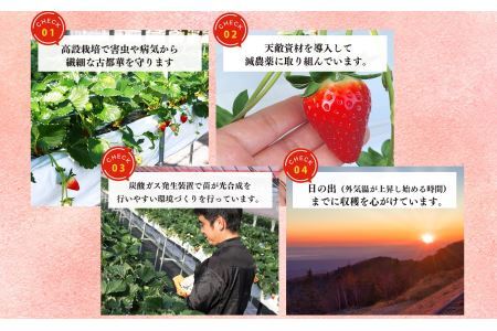 平群 の 古都華 いちご 4L or 5L サイズ（1種×2パック）苺屋小東 | フルーツ いちご 古都華 先行予約 奈良県 平群町