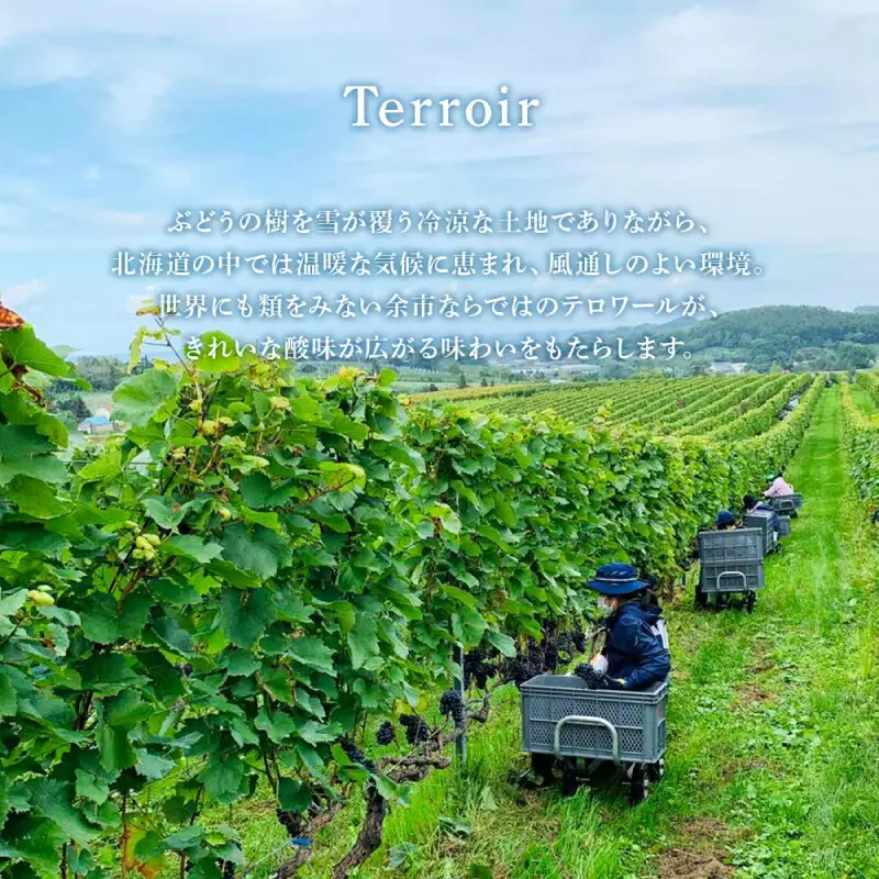 【数量限定】 ヨイチヌーヴォー レジェント 2023 【キャメルファーム】 余市 北海道 ワイン 赤ワイン ヌーヴォー ヌーボ 国産 キャメル カルディ おすすめワイン 余市のワイン 北海道のワイン 日本のワイン 北海道 余市町 _Y020-0635