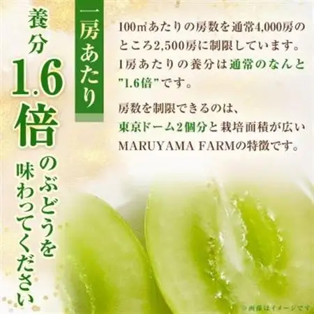 【発送月固定定期便】【農林水産大臣賞受賞!!】山梨の白桃とシャインマスカットの全2回　各1kg以上_甘いシャインマスカット あまいシャインマスカット 美味しいシャインマスカット おいしいシャインマスカット 人気のシャインマスカット 瑞々しいシャインマスカット _【配送不可地域：離島・沖縄県】【4005369】