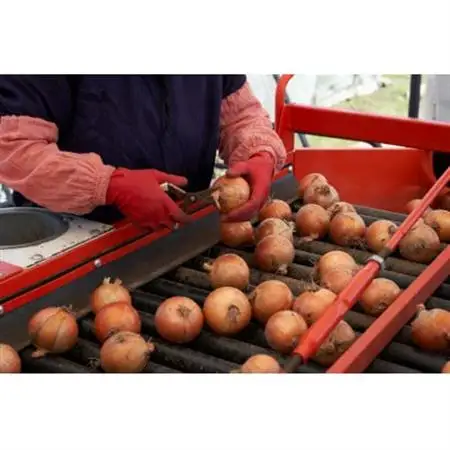 UNO ORGANIC FARM　北海道訓子府産　オーガニック玉ねぎ　20kg　【有機JAS認証】【配送不可地域：離島・沖縄県】【1455254】