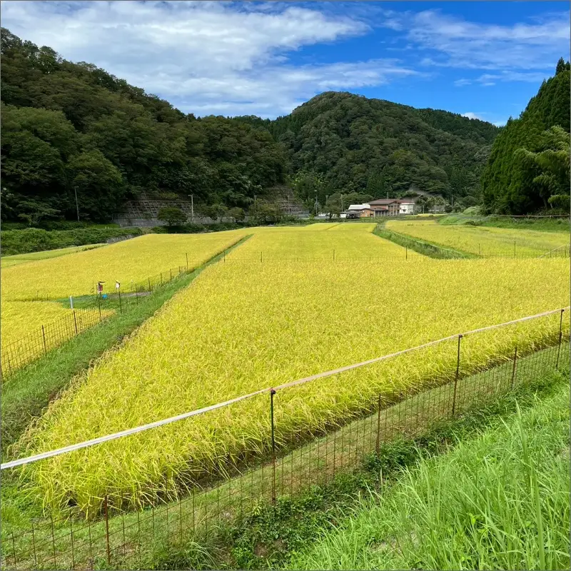 令和7年産 京丹後・野間産　田渕さんちのおいしいお米 個包装 2合×6袋入