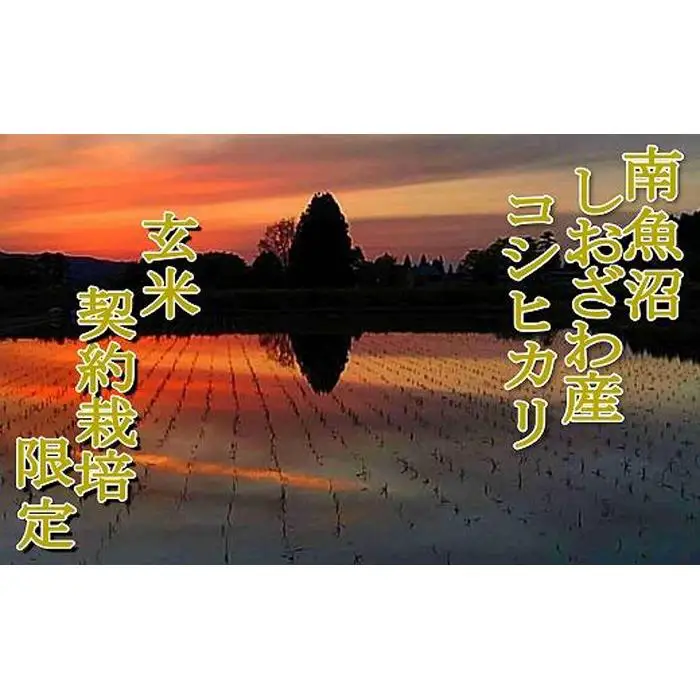 【令和7年産】【玄米２Kg】●玄米● 生産者限定 南魚沼しおざわ産コシヒカリ【銘柄米 ブランド米 玄米 こしひかり コシヒカリ 魚沼産 新潟米 産地直送 お米 米 こめ コメ ご飯 御飯 ごはん】