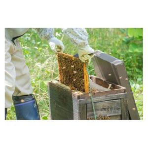 はちみつ 井之上養蜂場 桃源郷クリ蜂蜜 三朝町産 600g × 1本