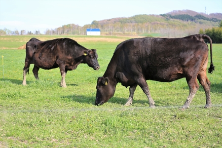 熊本県産 くまもと黒毛和牛 すき焼き用 500g すき焼き 牛 牛肉 和牛 黒毛和牛 薄切り しゃぶしゃぶ 鍋 国産 阿蘇牧場 熊本 阿蘇 南小国町 送料無料