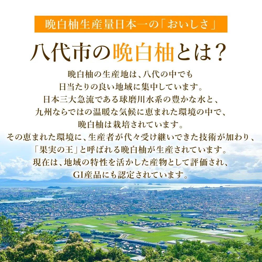 【先行予約】八代特産 晩白柚　秀Lサイズ 2玉 ばんぺいゆ 柑橘 【2026年12月上旬より順次発送】