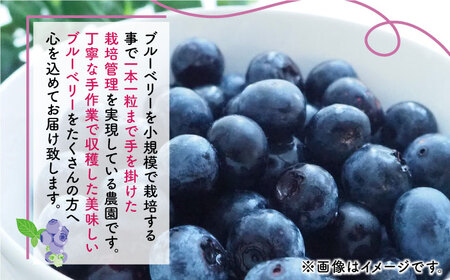 先行予約 大粒 ブルーベリー 約1000g（約250g×4pc） 【すみれファーム】果物 フルーツ くだもの 生ブルーベリー 大粒 小分け 熊本県産 [ZEP002]