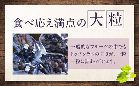 【先行予約】巨峰 約2kg1箱（4房から6房） BKCW003