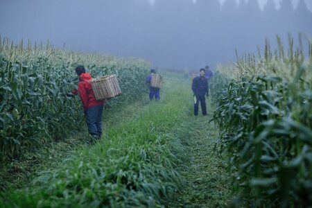 2026年夏のご予約受付開始！ 信濃町名産とうもろこし『ファームかずとのゴールドラッシュ 10本セット』粒皮が薄く生でも食べられる、フルーツを凌ぐほどの甘いとうもろこし 朝採れを農場から直送　令和8年7月下旬～8月下旬出荷分 先行予約【長野県信濃町ふるさと納税】
