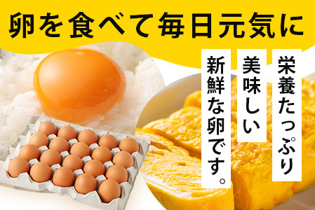 【定期便 6回】平飼い卵「うみとやまとこっこ」上田養鶏場 たまご40個 × 6ヶ月【合計240個】佐賀県鹿島産 卵 タマゴ H-28