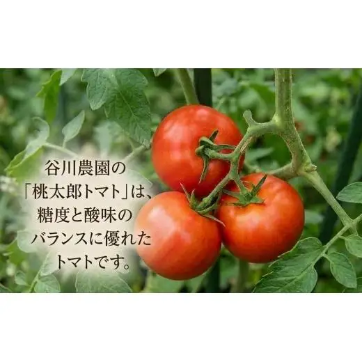 ＜3ヵ月毎定期便＞谷川農園の桃太郎トマトジュース＜180ml×12本＞全2回