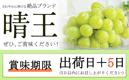 【2026年発送】シャインマスカット 晴王 約1.1kg 田口青果 マスカット