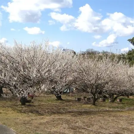 結いの梅「こ梅ぼし」500g(箱入り)【配送不可地域：離島・沖縄県】【1452936】