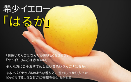 【2026年度先行予約】山形県産 りんご はるか 秀品 1kg FSY-0877