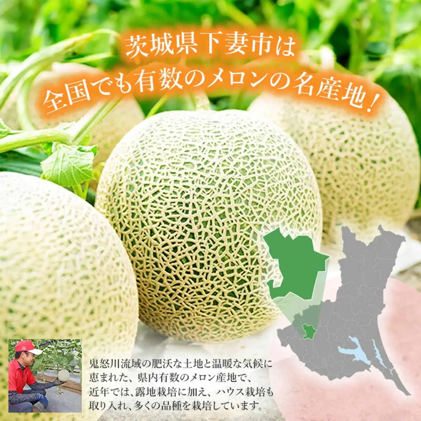 メロン 赤肉 茨城県産 R8年産 アールスメロン 約2.5kg 2個