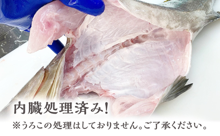 【1週間以内発送】対馬産クエ 丸ごと1匹！1.8kg以上！ [WCN001] 直送 新鮮 マルモン 刺身 しゃぶしゃぶ 鍋 くえ アラ スピード発送 最速発送 最短発送