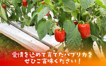 【肉厚ジューシー】五島のパプリカ 約1.2kg 五島市/HPIファーム  [PCP007]  野菜 やさい 国産 新鮮 緑黄色野菜 産地直送 とれたて