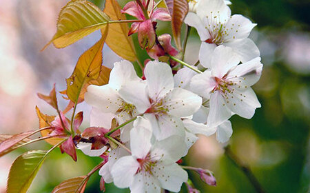 【数量限定】山桜はちみつと春の田舎はちみつの3種ギフトセット[結蜜 Musubi-R3山桜] 【茨城県共通返礼品／五霞町】 生ハチミツ 非加熱 茨城県産 ※着日指定不可 _EY01