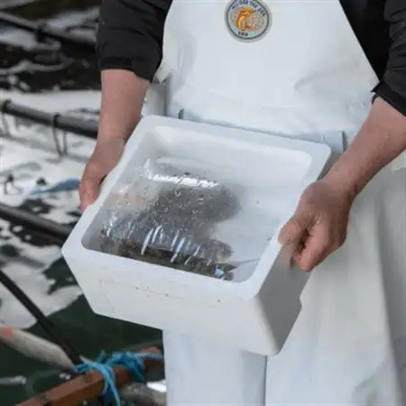 【南三陸町直送】三陸産天然活アワビ 3～4個(約400g)　貝むきセット入_魚介・海産物 鮑（アワビ） 貝 あわび_【配送不可地域：離島・北海道・沖縄県・信越、北陸・東海・近畿・中国・四国・九州】【1371846】