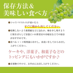シャインマスカット 【2026年発送】秀品 山梨 2房 (約1.1kg) ぶどう 葡萄 山梨県 フルーツ 果物 くだもの ギフト 産地直送 人気 Inakakara厳選 [5839-1978]