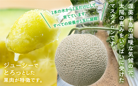 【定期便】先行予約 マスクメロン 4回定期便 2玉 2026年6月スタート マルカ農園