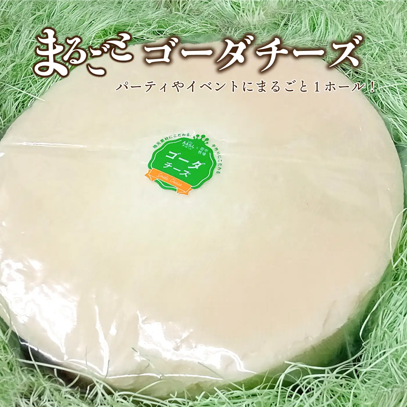まるごと ゴーダチーズホール 8kg