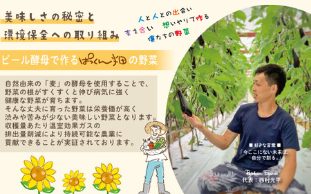 【早期受付】 春・夏 野菜セット 約5種類 とれたて 新鮮 ぱっくん畑のおくりもの 農家直送 国産 野菜 やさい 予約 高知県 高知 四万十市 四万十 しまんと 野菜便 限定 産地直送 お取り寄せ 【2026年5月～8月の間に1回配送】25-800