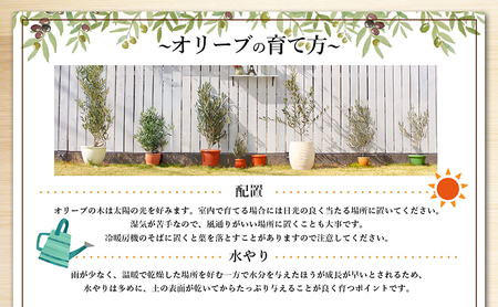 【 小豆島 】小豆島で育ったオリーブ苗木！ご自宅やお店のシンボルツリーにどうぞ！ 植物 観葉植物 オリーブ 苗木 インテリア シンボルツリー オリーブ苗木 香川 香川県 土庄 土庄町
