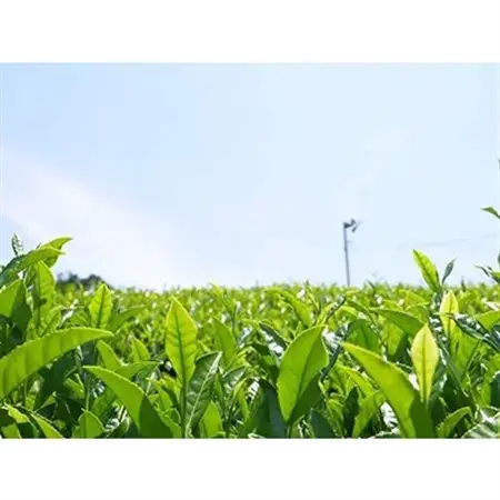 ティーバッグ5種セット【品評会入賞銘茶・狭山茶、ほうじ茶、抹茶入り玄米茶、和紅茶】【1371870】