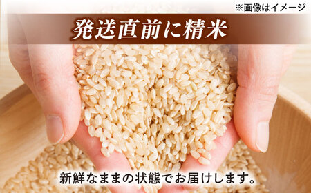 米 【寄附額改定】数量限定100個 島根県産「令和7年産きぬむすめ」10kg 島根県松江市/フジキコーポレーション株式会社[ALDS021] 