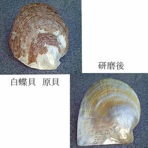 白蝶貝とペリドットを素材にした「ネックレス」貝工房かざはな【NN-17】