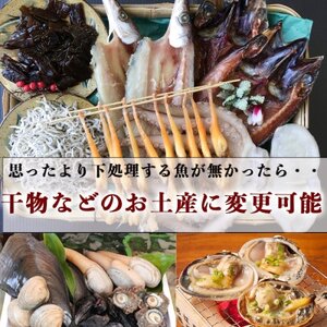岬だより 釣ったお魚プロが代わりに下処理します 魚捌き券(6000円相当)
