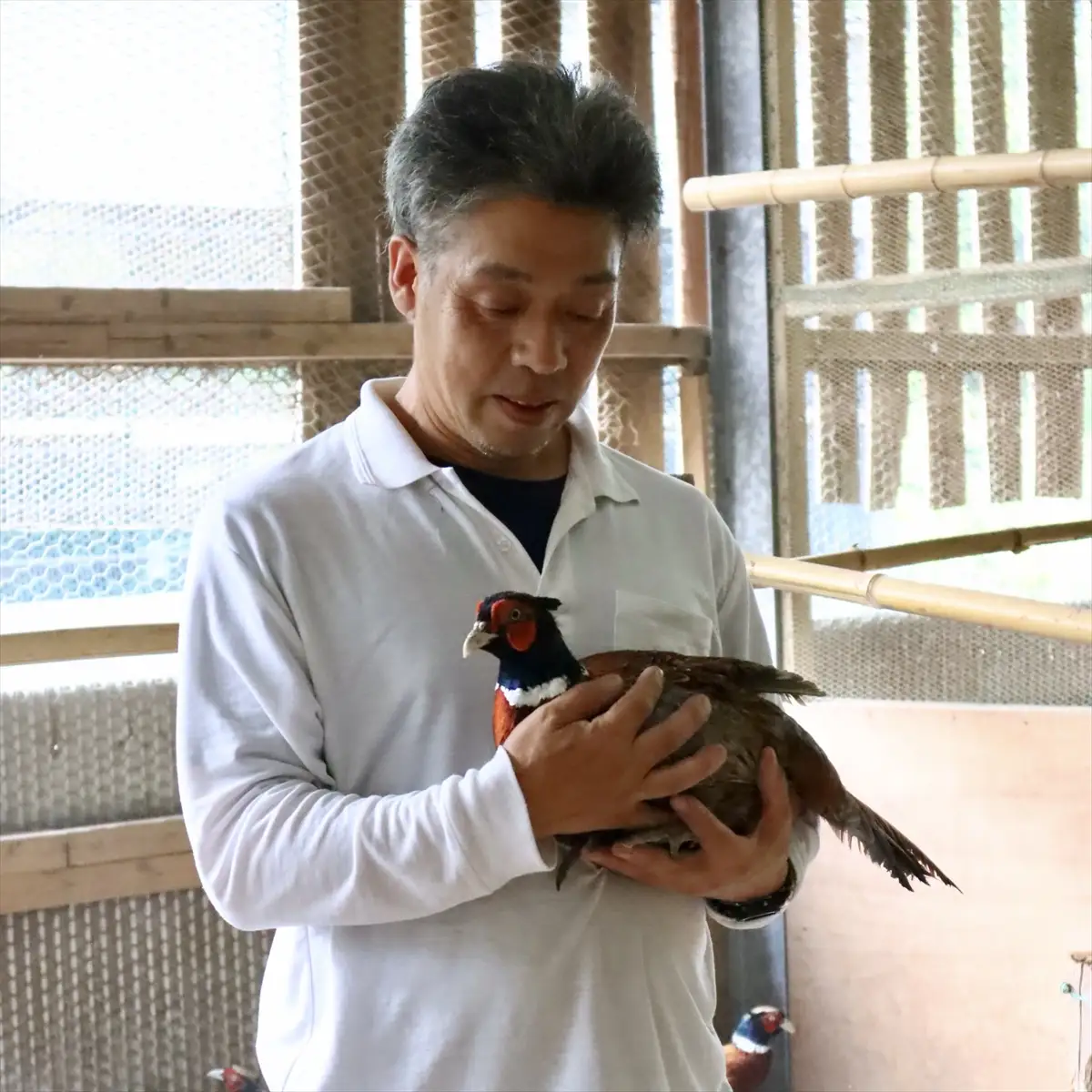 【きじ肉】土佐・本川 手箱"喜事"辛みそ鍋セット（６～７人前）雉 キジ 肉 鍋 冬 おすすめ スープ ヘルシー 辛い ホット 団らん