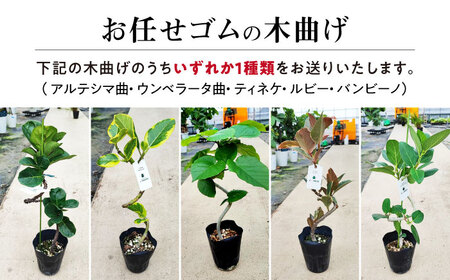 観葉植物オリジナル4点セット（ガジュマル大・ゴムの木曲がり・季節のミニ観葉）/ 観葉植物 室内観葉植物 ガジュマル ガジュマルの木 がじゅまる ゴムの木 インテリア おしゃれ / エコグリーンヒガシ / 大村市[ACAL001]