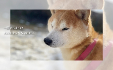 老犬ホーム あん施設利用券（9,000円分） 犬専用総合ケアハウス 愛犬愛護活動　[030RA001]