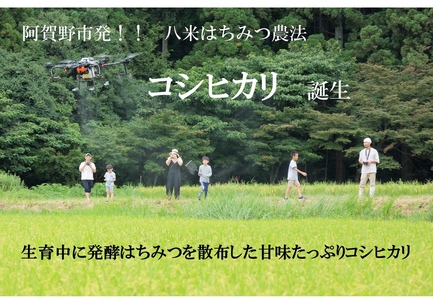 【令和7年産】【環境大臣賞受賞】【特別賞受賞】 3ヶ月定期便 無洗米 コシヒカリ 10kg×3回 計30kg 農家直送 ほんのり甘い「はちみつ農法」 白米 精米 HACHIBEI 八米 新潟県、米、こめ、コメ  1L16073
