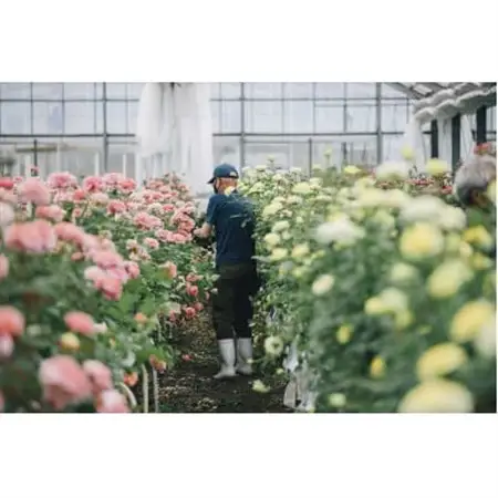 ホシファーム　『薔薇のケーキでお祝いギフト』カラフル_花・観葉植物  花 _【配送不可地域：離島・北海道・沖縄県】【1465209】