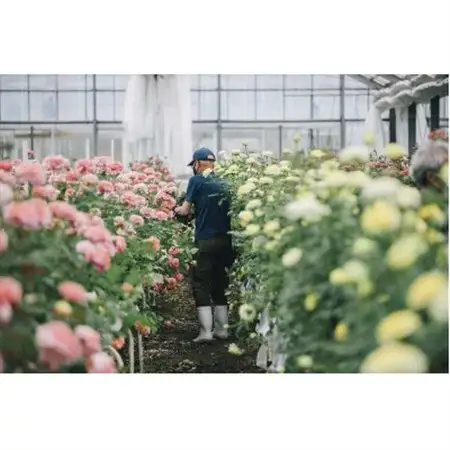ホシファーム　届いた姿でそのまま飾れるスタンディング薔薇ブーケ　スイート8本_花・観葉植物  花 _【配送不可地域：離島・北海道・沖縄県】【1465216】