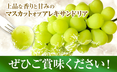 【先行予約】マスカット オブ アレキサンドリア 1房 (750g以上) 有限会社ホーティカルチャー神島《7月中旬-8月中旬頃出荷》岡山県 浅口市 ぶどう マスカット フルーツ 旬 果物 送料無料 マスカットオブアレキサンドリア【配送不可地域あり】