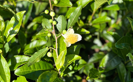 【ふるさと納税】 母子茶 特選煎茶 ははこ茶 ( 90g入 6袋 ) 茶 ギフト お祝い 贈答品 中元 歳暮 数量限定 期間限定 人気 ふるさと納税 ふるさと 人気 おすすめ 送料無料 兵庫県 三田市 [3d28bae720000]