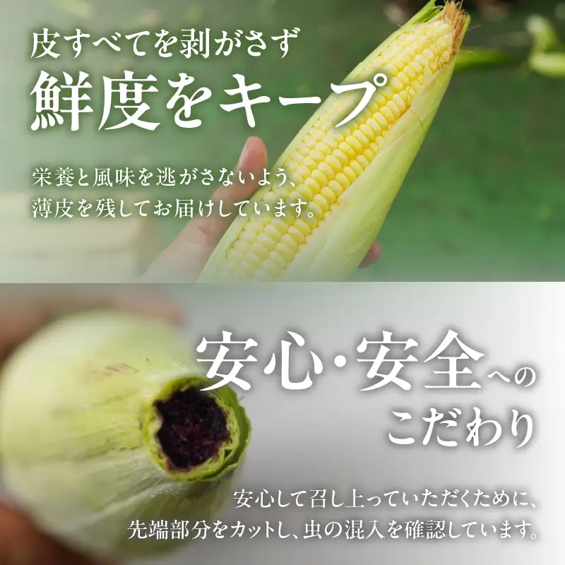 先行予約≪期間限定≫赤いスイートコーン大和ルージュ＆スーパースイートコーンセット(合計4.5kg) 野菜 旬 国産_T003-0085