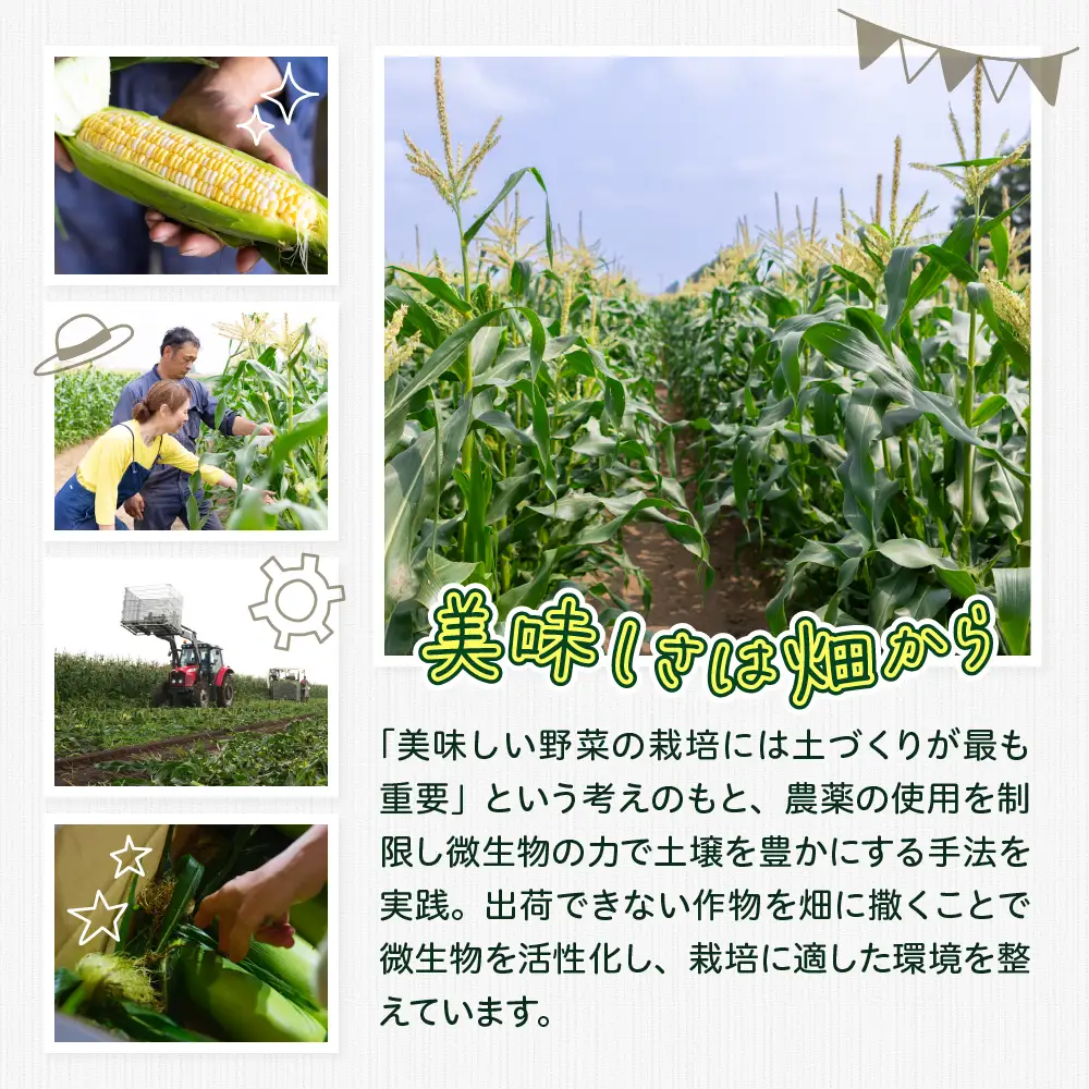 とうもろこし ドルチェドリーム 13本 北海道 芽室町 とうもろこし
