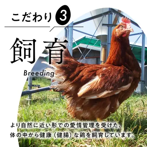 御殿たまご 赤たまご 24個入（破損保障含む）もみがら入 ◇ ｜ 卵 タマゴ 玉子 たまごかけご飯 生卵 鶏卵 卵焼き 国産 御殿場産 ※北海道・沖縄・離島への配送不可