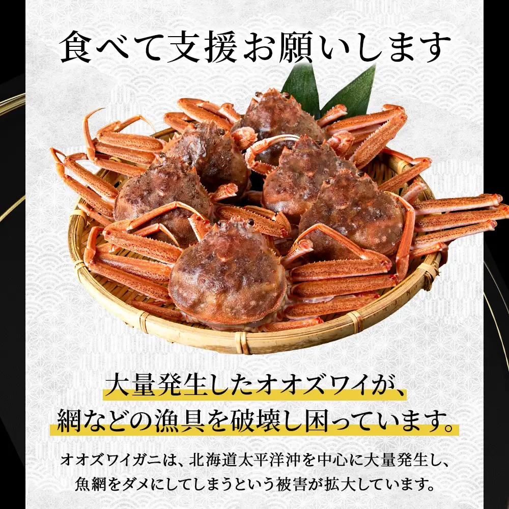 北海道産 生オオズワイガニ メス 2kg （加熱用） 〈斉藤水産〉 AM159
